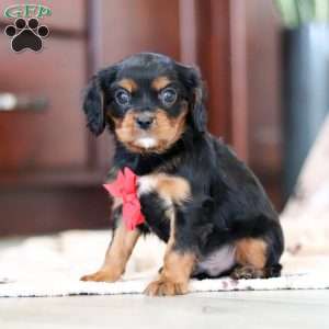 Nico, Cavalier King Charles Spaniel Puppy